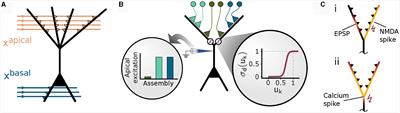 Context association in pyramidal neurons through local synaptic plasticity in apical dendrites